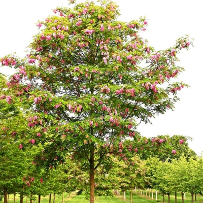 Agát srstnatý - Robinia pseudoacacia ´Casque Rouge´ - na 180/200cm kmeni