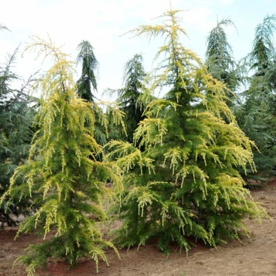 Céder himalájsky Aurea - Cedrus deodara 'AUREA' Co10L 125/150