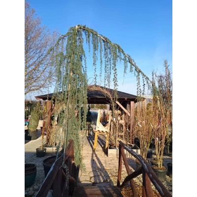 Céder himalájsky 'Pendula' - Cedrus deodara pendula - 300/350cm
