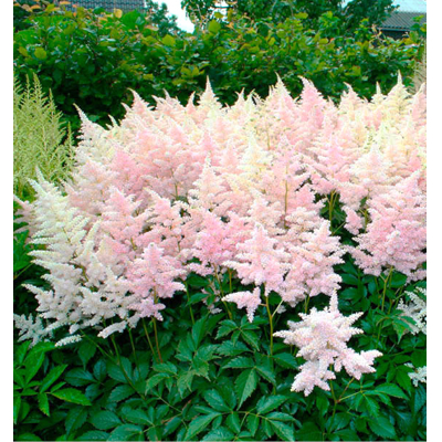 Astilba - Astilbe japonica ´Europa´