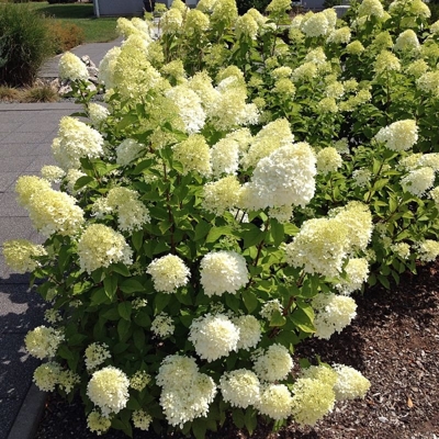 Hortenzia metlinatá - Hydrangea Paniculata  ´Bobo®´
