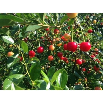 Viš?a krí?ková - Hybrid Prunus fruticosa x prunus cerasus ´CARMINE JEWEL´ - 90/100cm