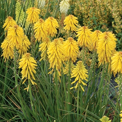 Kniphofia 'Alcazar'  Co1L