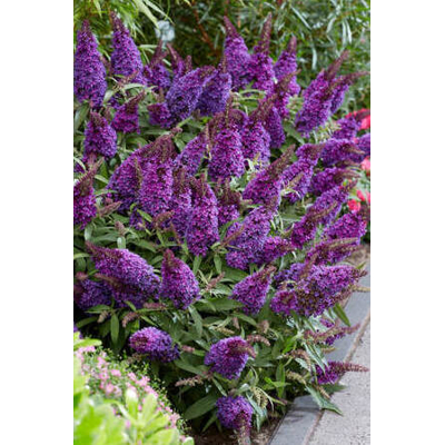 Buddleja davidii 'Butterfly Candy Little Lila'