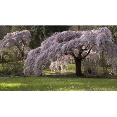 Čerešňa pilovitá - Prunus serrulata  'Kiku-shidare-sakura' Co5L KM180