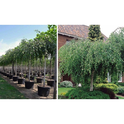 Breza previsnutá - Betula pendula ´Youngii´ - na 180/190cm kmeni