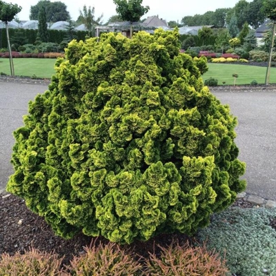 Cypruštek tupolistý  - Chamaecyparis obtusa 'Aurora' - 40+cm