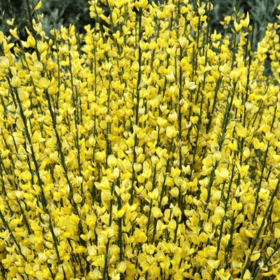 Zanovä? - Cytisus praecox - žlty - 60/70cm