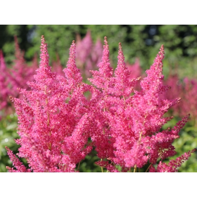 Astilba - Astilbe japonica ´Mainz´ Co14