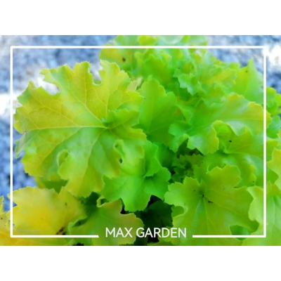 Heuchera ´Lime Marmelade´