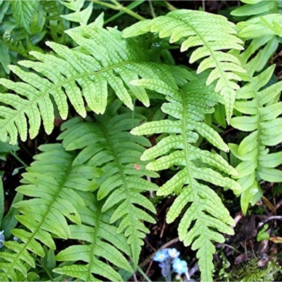 Papra?ovec štetinatý - Polystichum setiferum