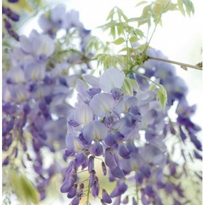 Vistéria vznešená  - Wisteria Floribunda ´ Yokohama Fuji ´  Co7L 200/250