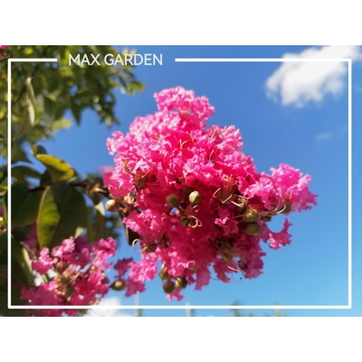 Myrta krepová tmavo ružová - Lagerstroemia indica ´Rosea Grassi ´