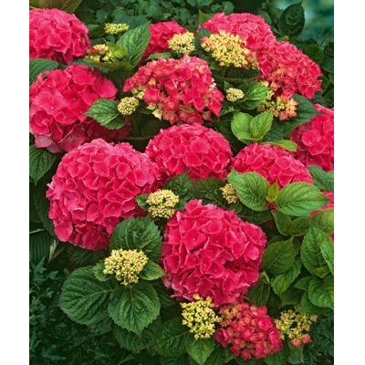 Hortenzia kalinolistá - Hydrangea macrophylla ´Schöne Bautznerin´- 30/70cm
