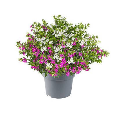 Cuphea hyssopifolia ´DUO´ P12