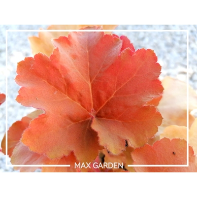Heuchera ´Marmalade´