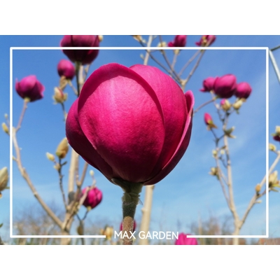 Magnolia 'Black Tulip' - 150+ cm