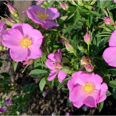 Ruža vráskavá - Rosa rugosa ´Rubra´ - Co2L