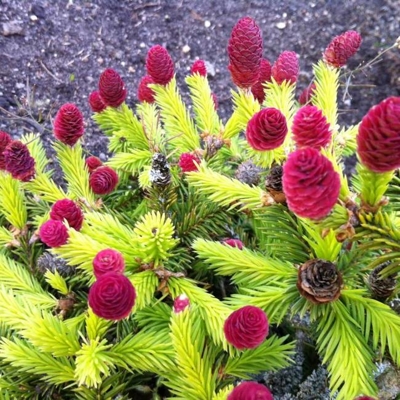 Smrek oby?ajný - Picea abies ´Push´ - 20/30cm