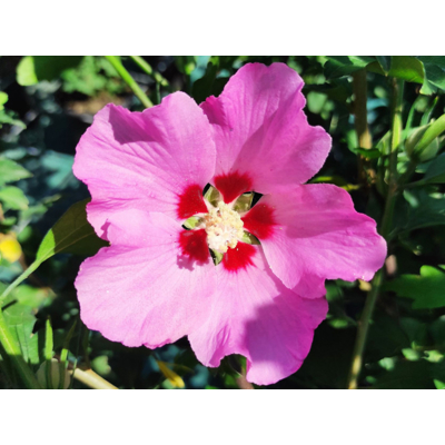 Ibištek - Hibiscus syriacus ´Pink Flirt´ Co2L (ružová/tm.stred)