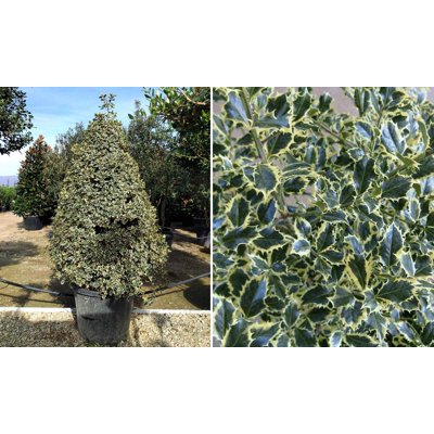 Ilex aquifolium 'Variegatum'  Co25L  1/2 kmeň