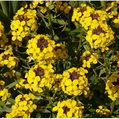 Erysimum hybridum