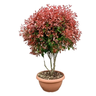 Červienka, Fotínia - Photinia fraseri ´Red Robin´ Co3L 40/60