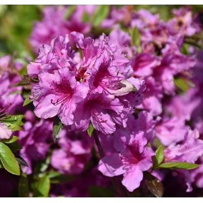 Azalka japonská - Azalea japonica ´Herbert´- 30/35cm