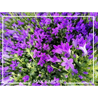 Campanula portenschlagiana 'Nina'