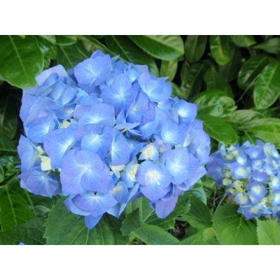Hortenzia kalinolistá - Hydrangea macrophylla - modrá - 30/70cm