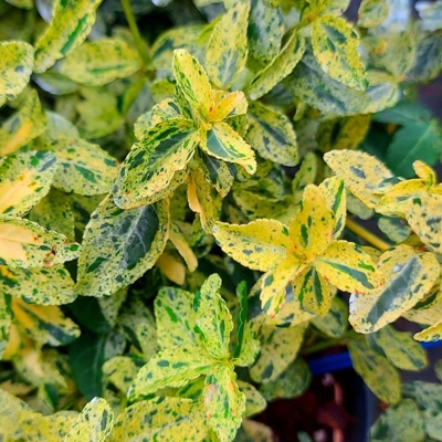 Bršlen - Euonymus fortunei ´Golden Harlequin´ Co2L 20/25