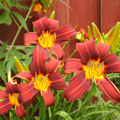 Ľaliovka – Hemerocallis ´Crimson Pirate´ Co14