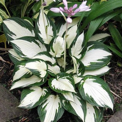 Funkia - Hosta ´Fire and Ice´  P14