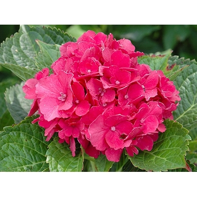 Hortenzia kalinolistá - Hydrangea macrophylla - tmavo ružová - 40/80cm