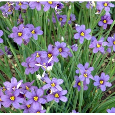 Me?ovka horská - Sisyrinchium angustifolium