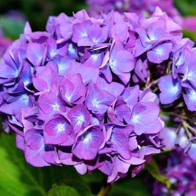 Hortenzia kalinolistá - Hydrangea macrophylla - fialová - 40/50cm