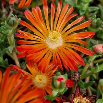 Delosperma ´Jewel of Desert´ - oranžová  K9