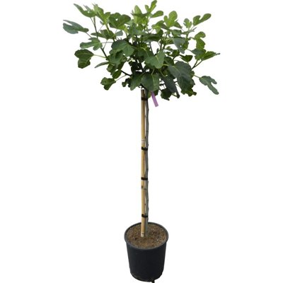 Figovník - Ficus carica ´Brogiotto Bianco´ 20/30 Co2L