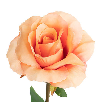 Ruža popínavá - pastel. oranžová - Rosa ´Polka 91´ Co5L 180/200