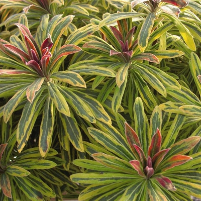 Euphorbia ´Ascot Rainbow´