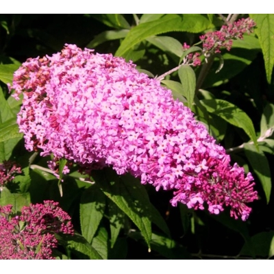 Buddleja davidii 'Blue Haeven'  Co2L 40/60