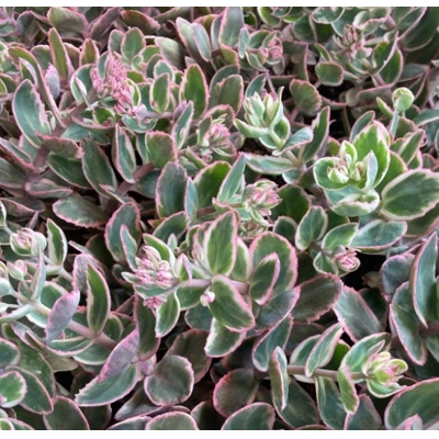 Sedum spectabile ´Brillant´ K9