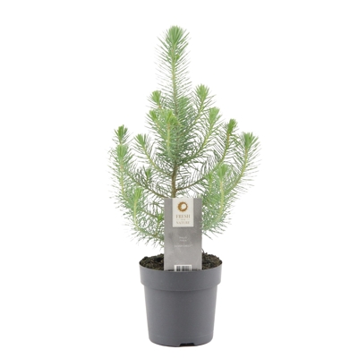 Pinus strobus ´Wallichiana´ - Borovica Himalajská  Co55L 200/+