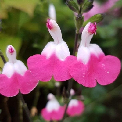 Salvia nemorosa ´Ostfriesland´ Co2L