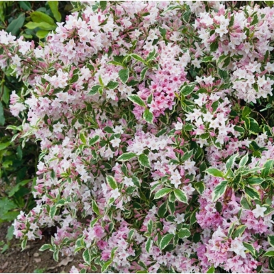 Vajgela kvetnatá ''Nana Variegata' - Weigela florida 'Nana Variegata'  Co1,5L