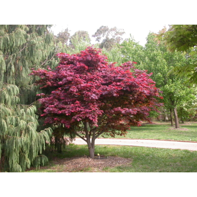 Javor dla?olistý - Acer palmatum ´Atropurpureum´ - 60/80cm