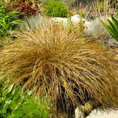 Ostrica Chocholatá - Carex comans ´Bronze Form´