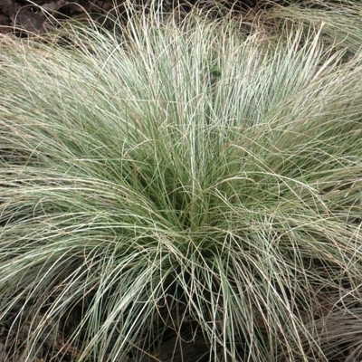 Ostrica Chocholatá - Carex comans ´Frosted Curls´