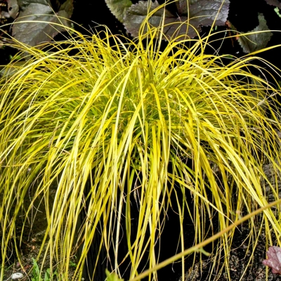 Ostrica ošimenská - Carex oshimensis 'Everillo'