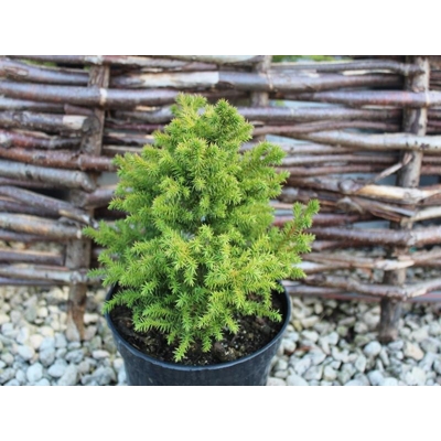 Kryptoméria japonská  - Cryptomeria japonica ´Vilmoriniana´ - 15/20cm